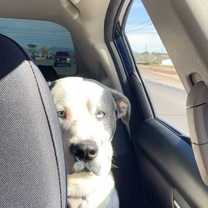 Meet your Posher, Priscilla